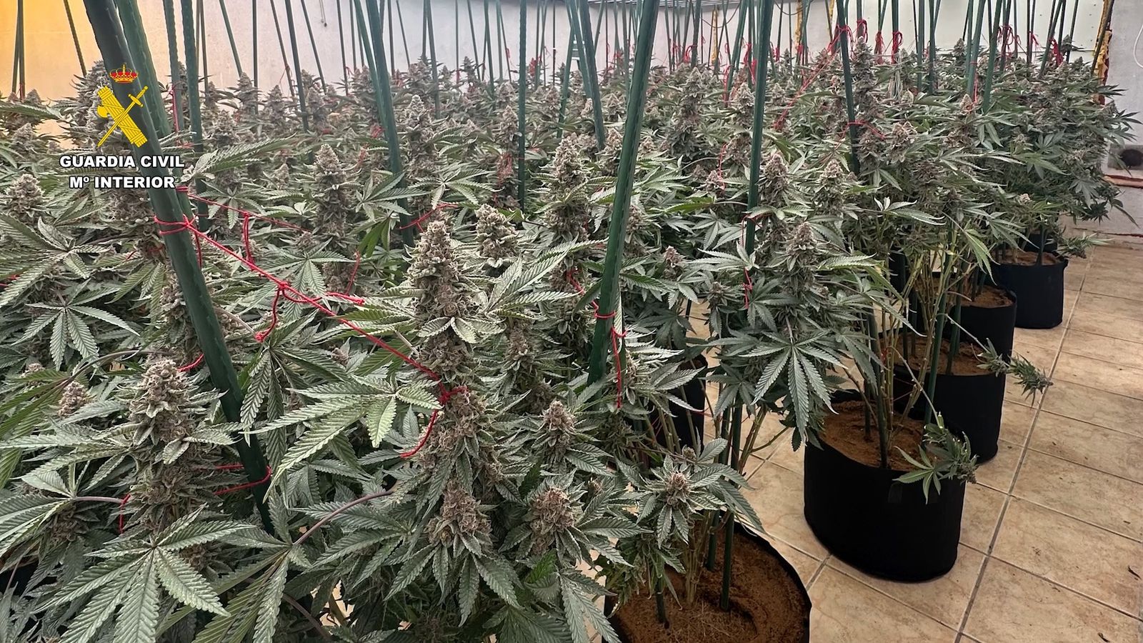 Plantació desmantellada