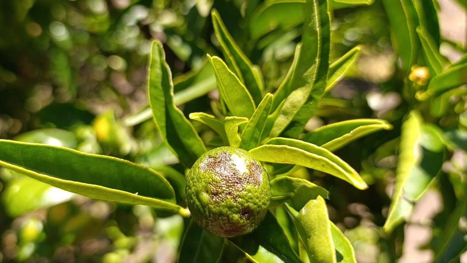 La pedra caiguda dissabte va llançat a perdre, sobretot, els cítrics de la Plana Baixa