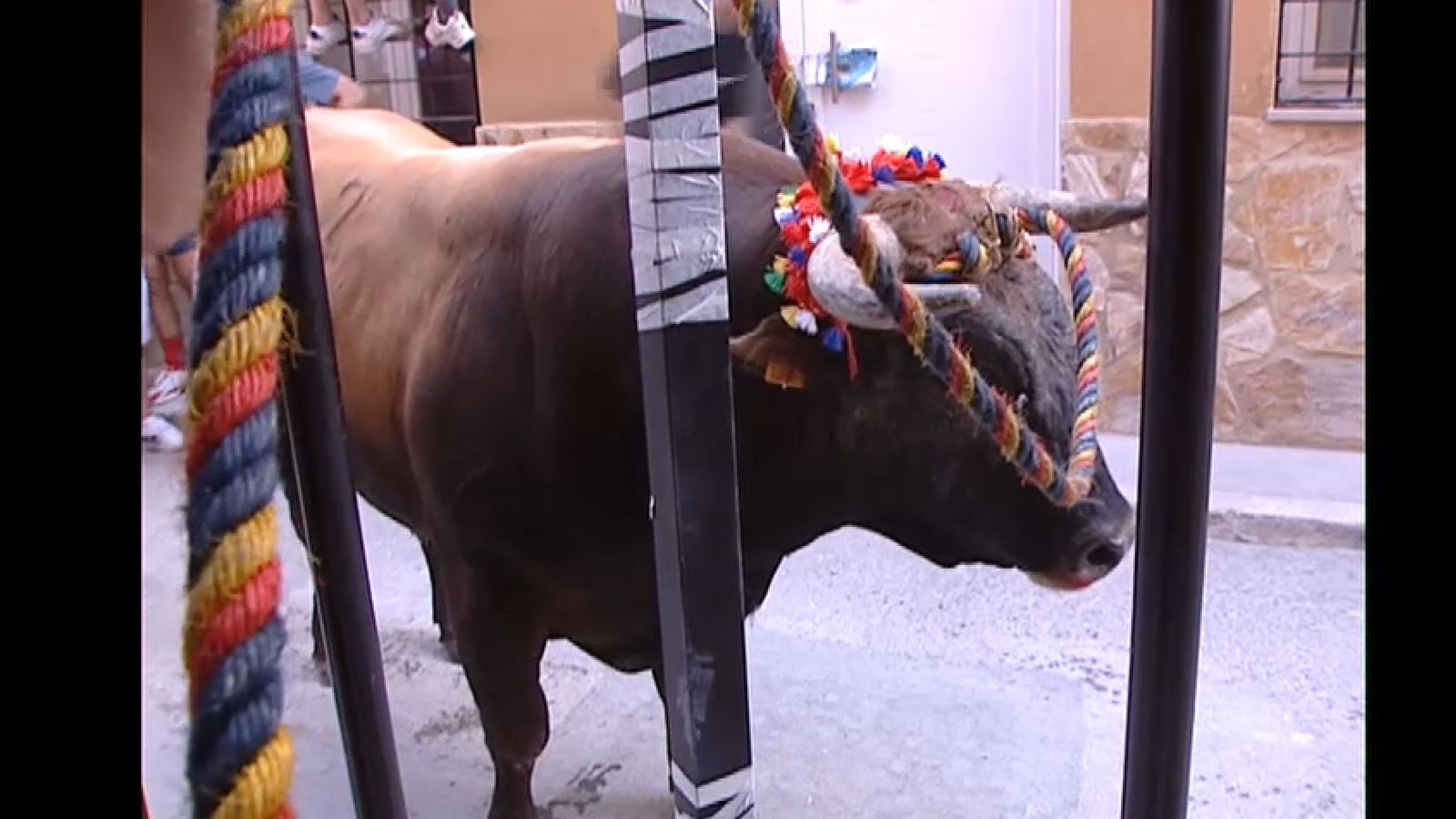 Un bou, amb la corda nugada, als carrers de Xiva, en una imatge d'arxiu