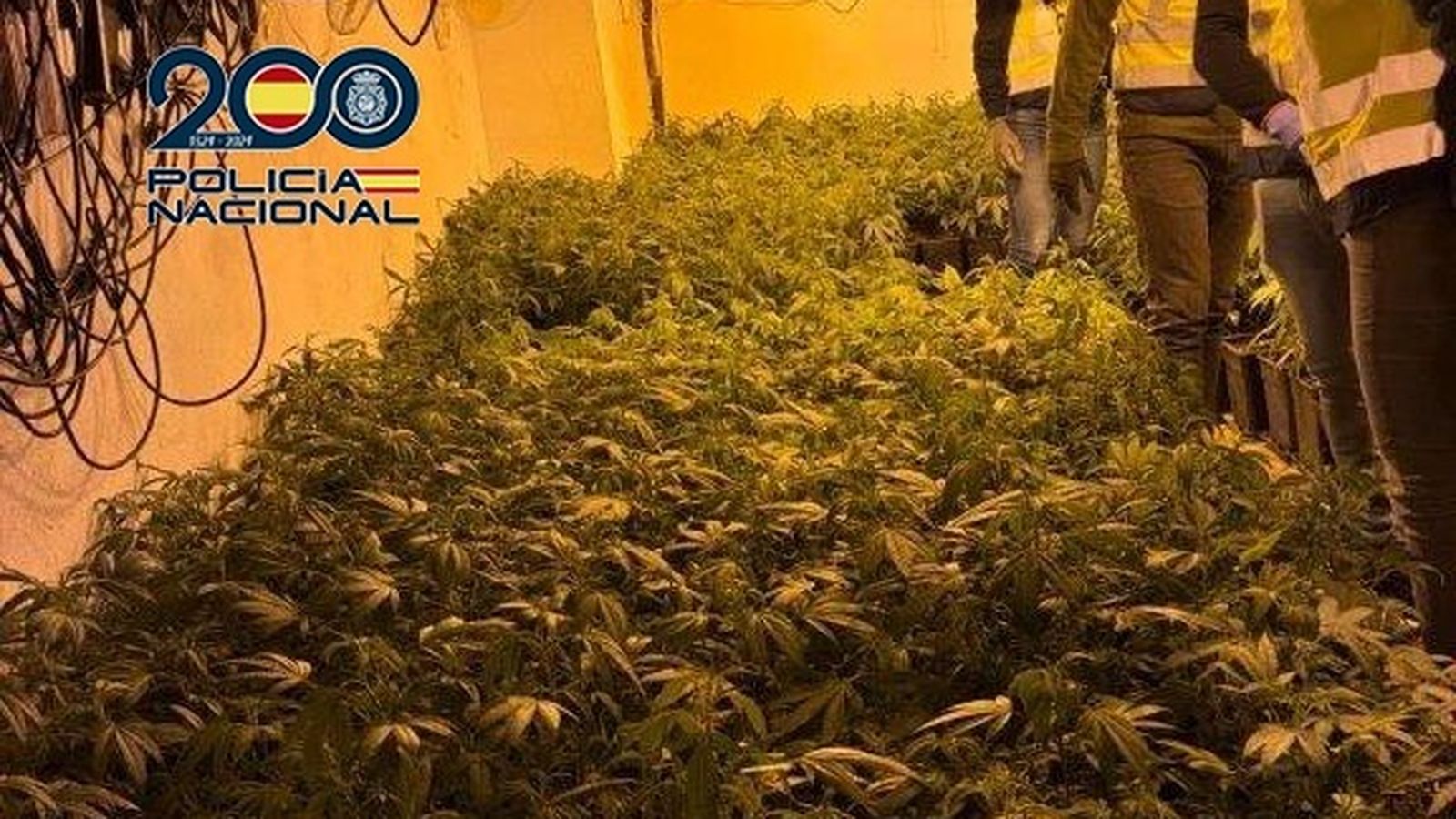 La Policia Nacional desmantella a Torrent (València) un cultiu de marihuana indoor amb prop de 600 plantes