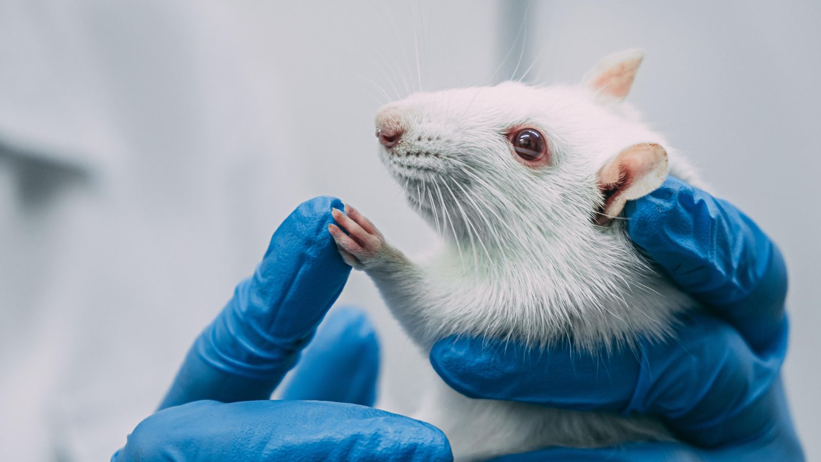 Imatge d'àrxiu dun ratolí en un laboratori