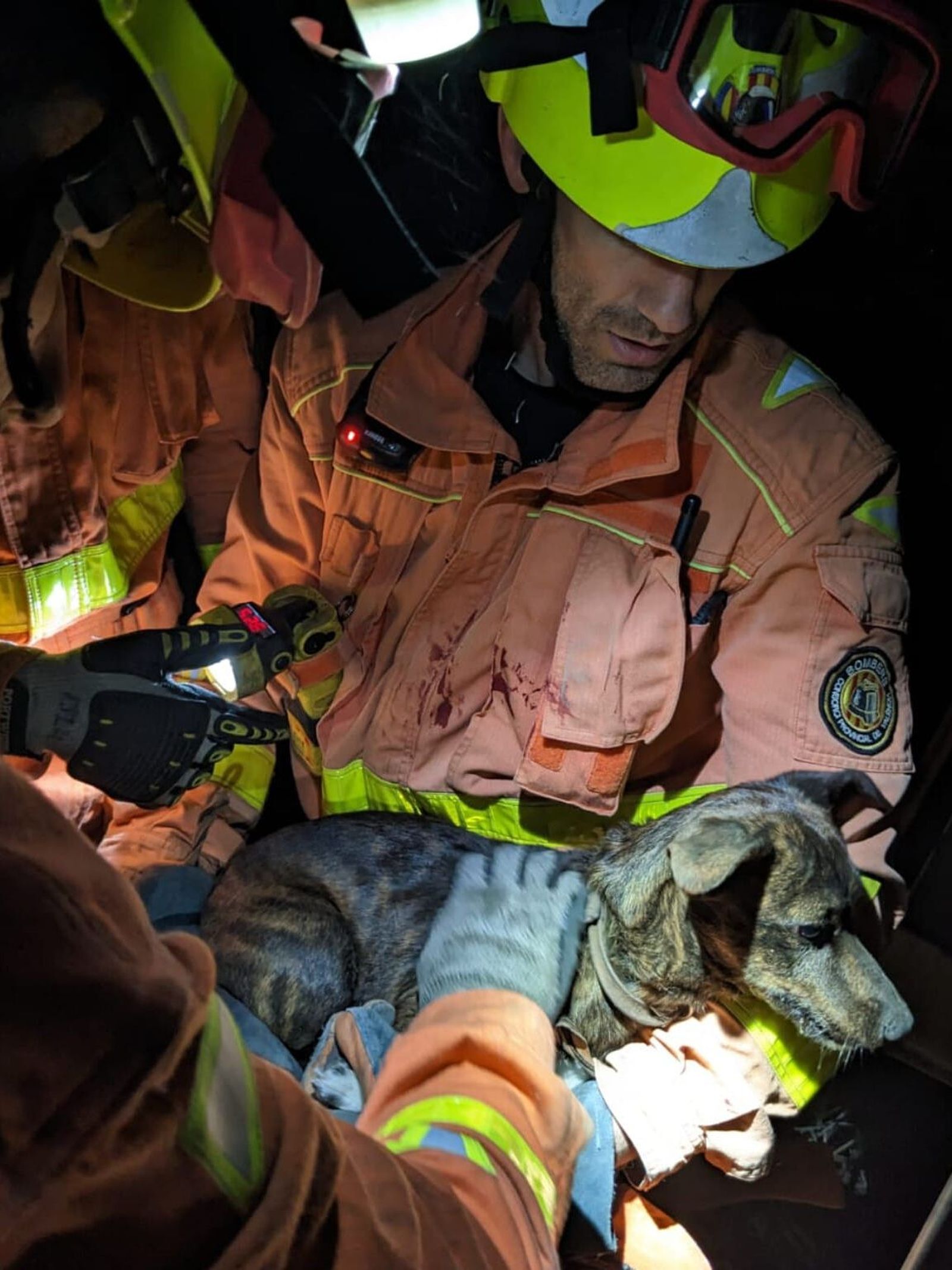 Els bombers auxilien un dels gossets atrapats en el vehicle sinistrat
