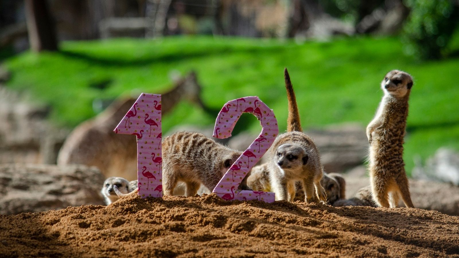 El Bioparc fa 12 anys