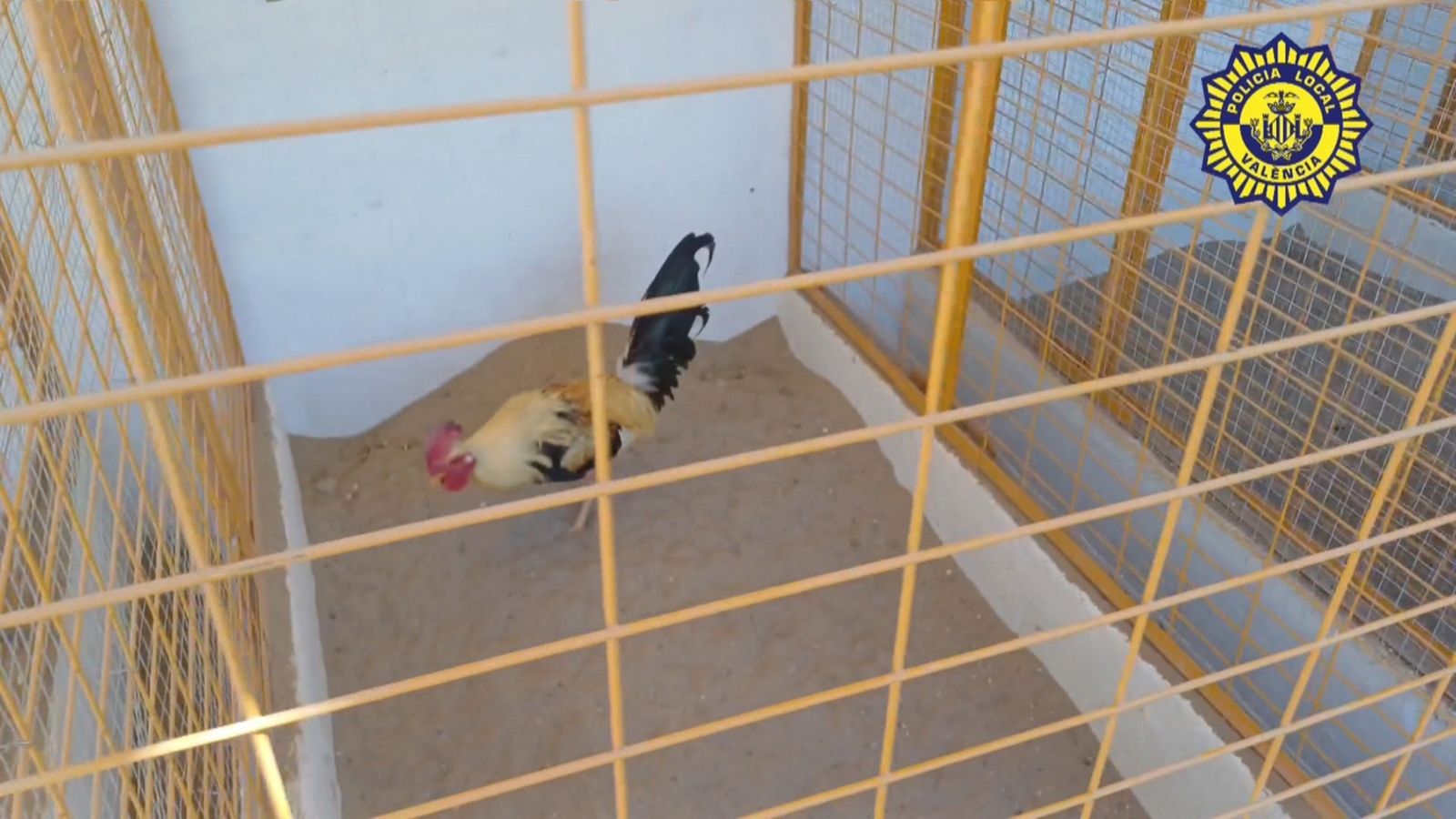 L'immoble albergava gàbies, medicació d'ús animal i una arena de combat amb restes de sang