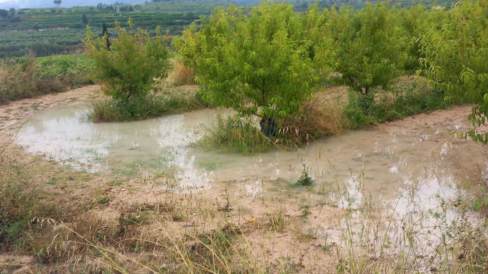 Imatge d'un camp anegat després de les pluges dels últims dies