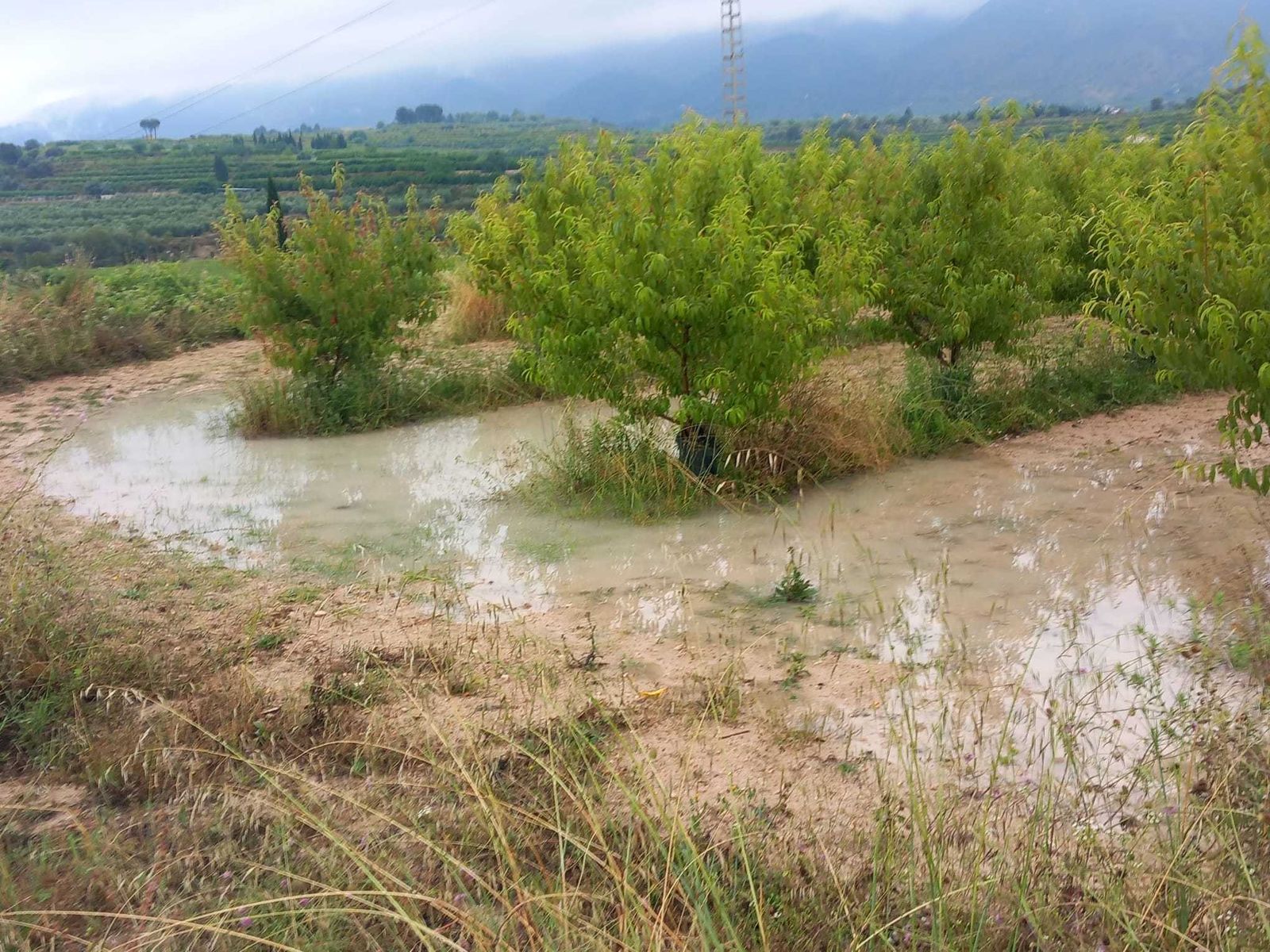 Imatge d'un camp anegat després de les pluges dels últims dies