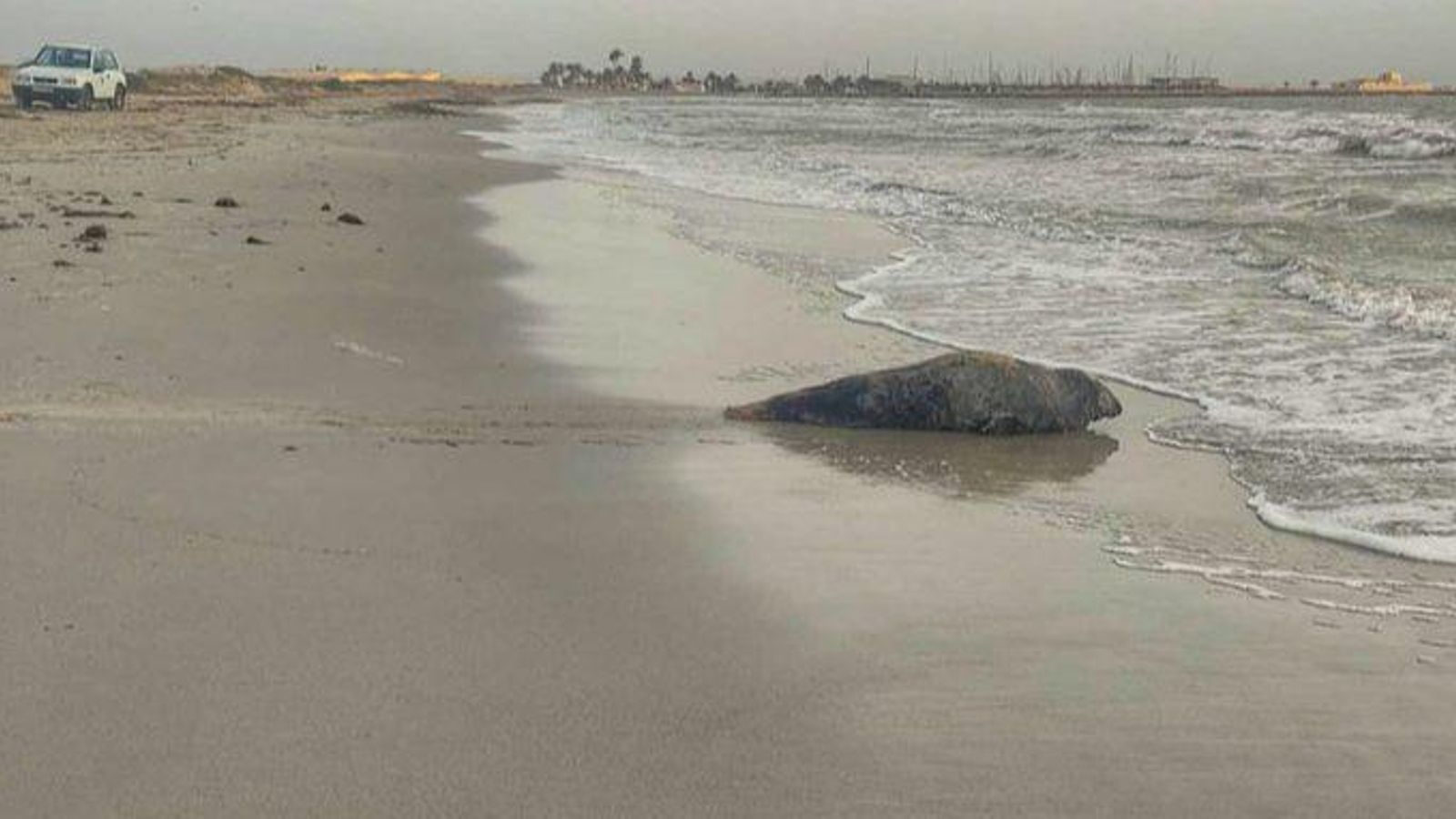 La foca grisa localitzada a la platja de la Llana de San Pedro del Pinatar (Múrcia)