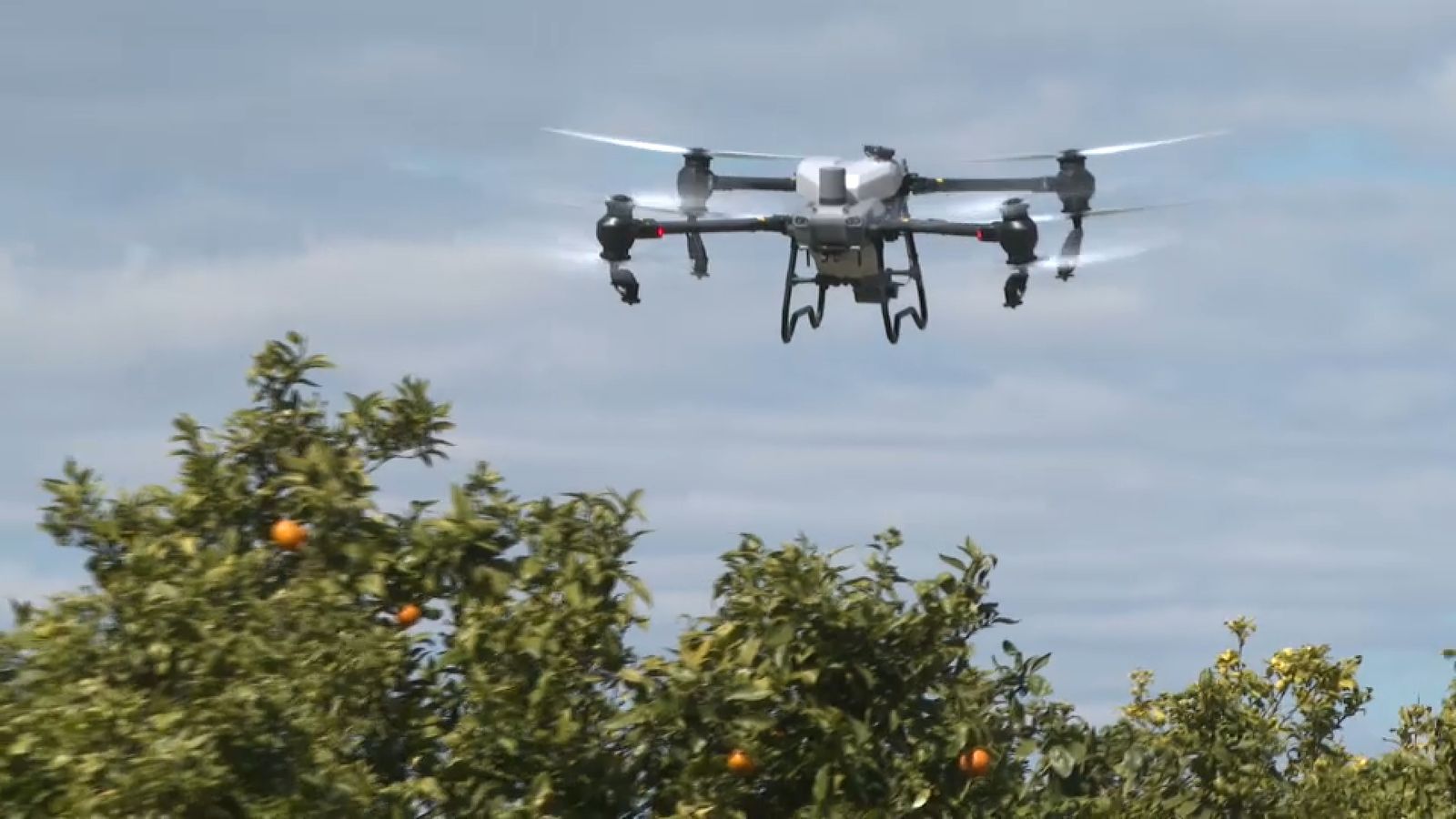 Mostra d'un vol d'un dron sobre un camp de tarongers