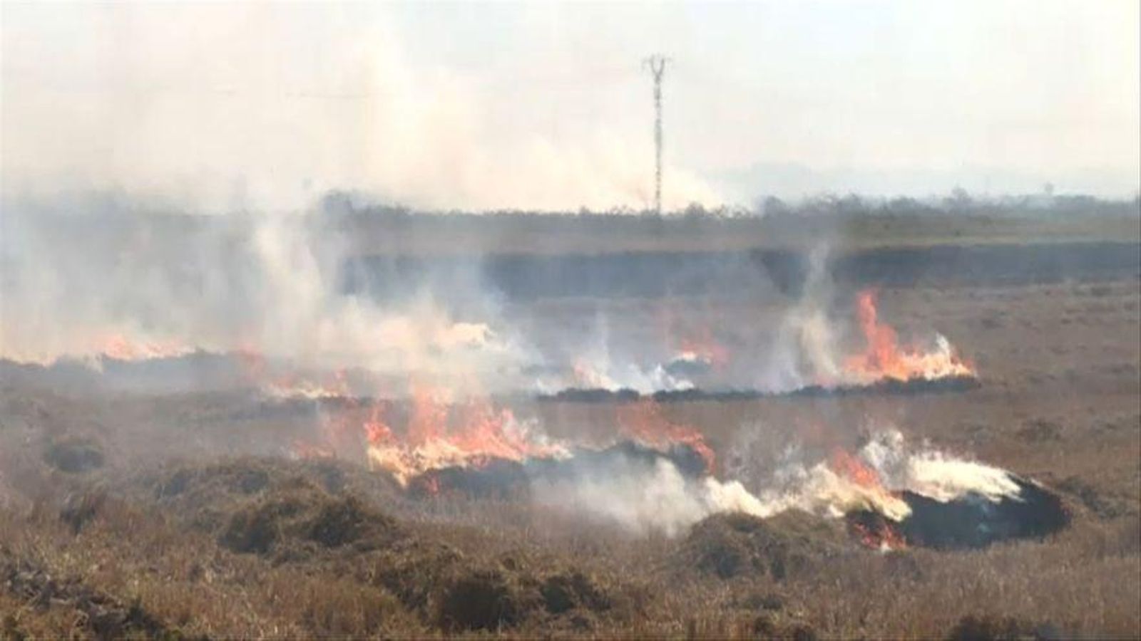 Una imatge d'arxiu de la crema de la palla de l'arròs