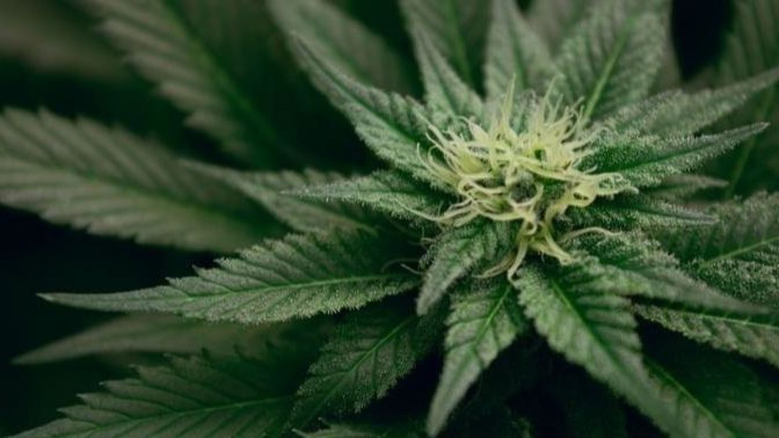 La joventut és conscient dels perills del cannabis per a la salut, però afirma consumir-lo perquè hi ha unes altres drogues més perilloses