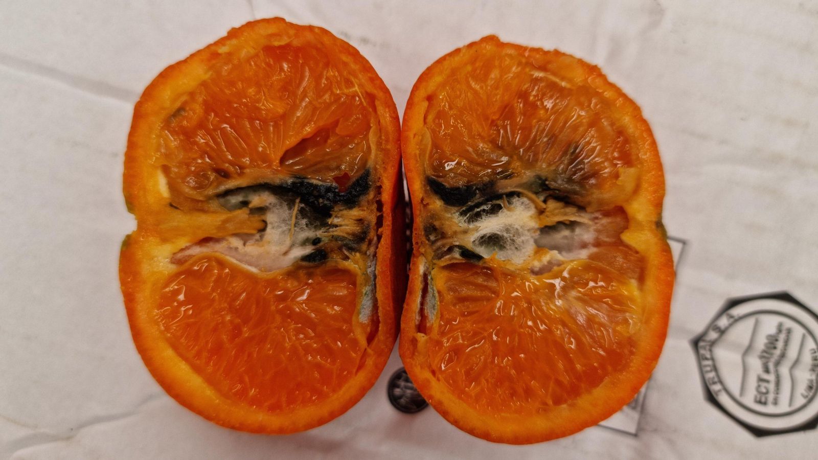 Efectes que deixa la falsa arna en l'interior dels cítrics