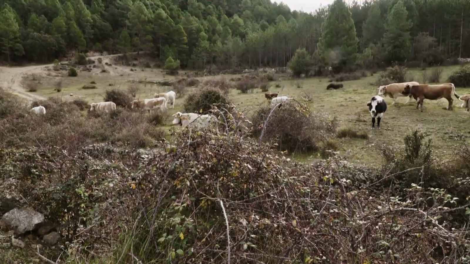 De mar i bancal | Buscant les vaques perdudes