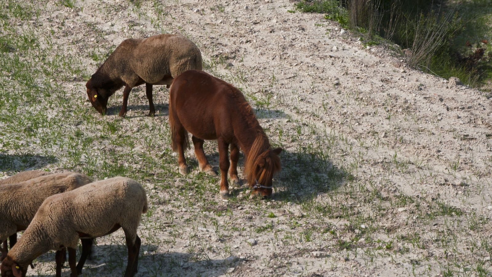 Animalades | Animals rescatats
