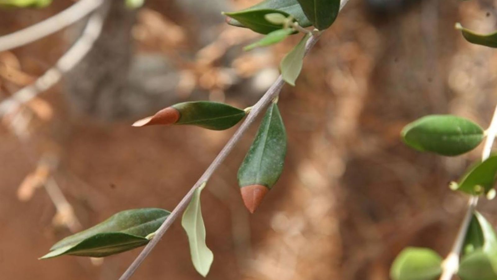 Fulles d'un arbre afectat per la ‘Xylella fastidiosa’