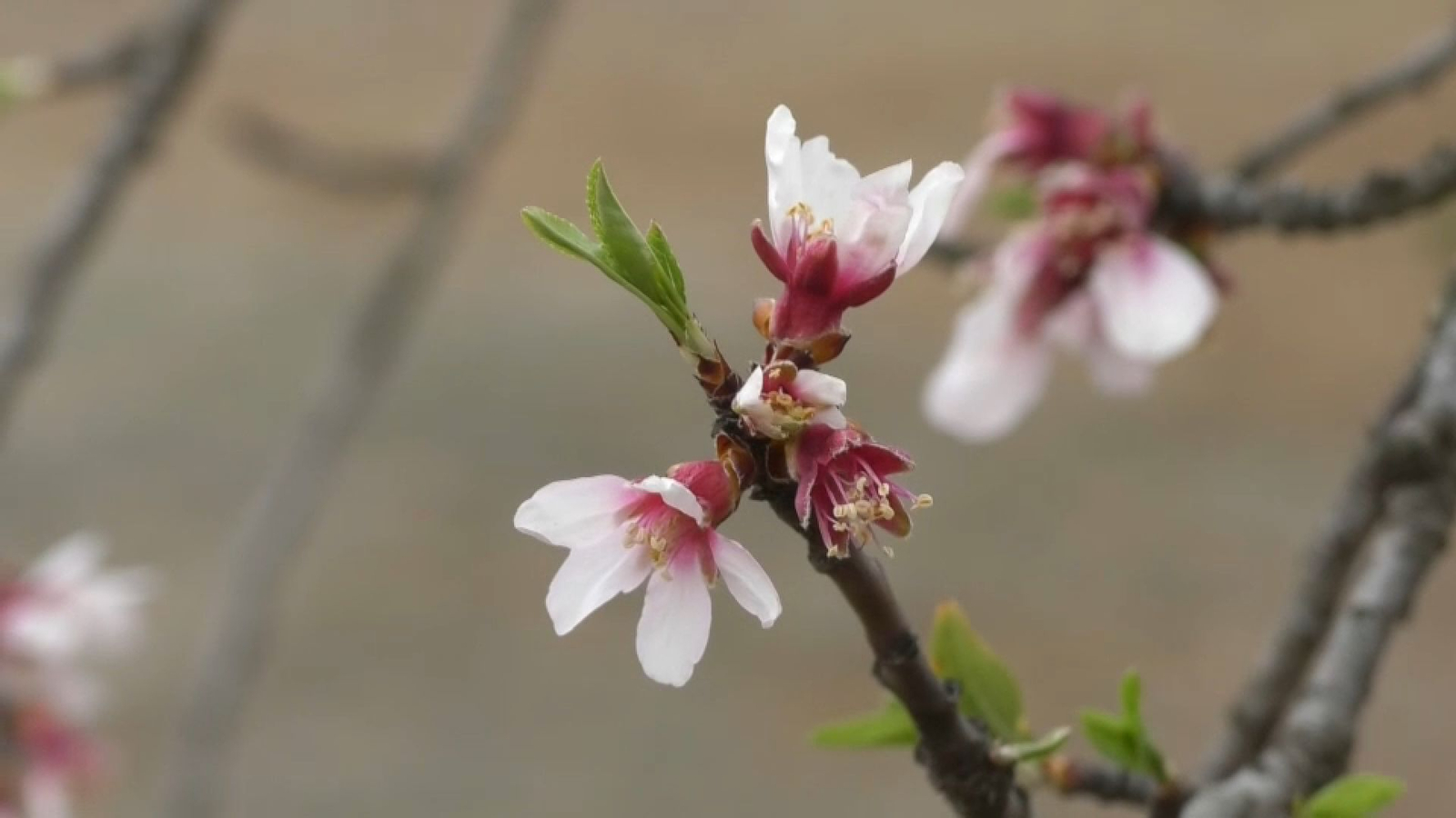 Els atmetles són un exemple de cultiu de secà