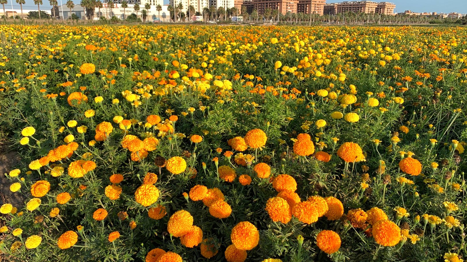 ALBORAIA, L'HORTA NORD