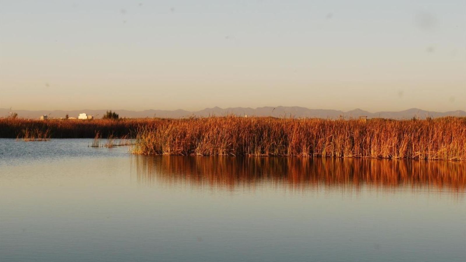 AVA-Asaja assegura que el brot de botulisme a l\'Albufera es podria haver evitat