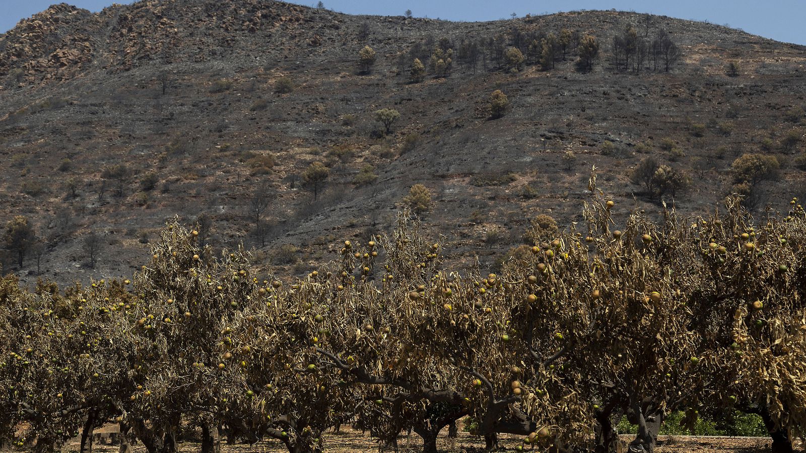 Frutals cremats a l'incendi forestal de la Vall d'Uixó