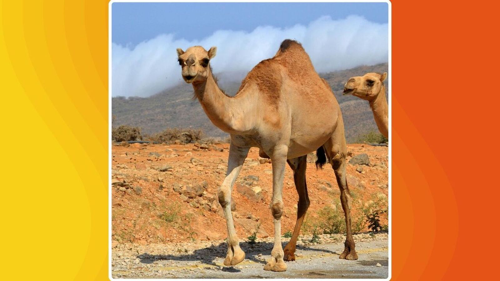 04.03.2026 | "Viatges", amb Clara Estrems | Viatgem pel sud d’Oman i la regió de Dhofar