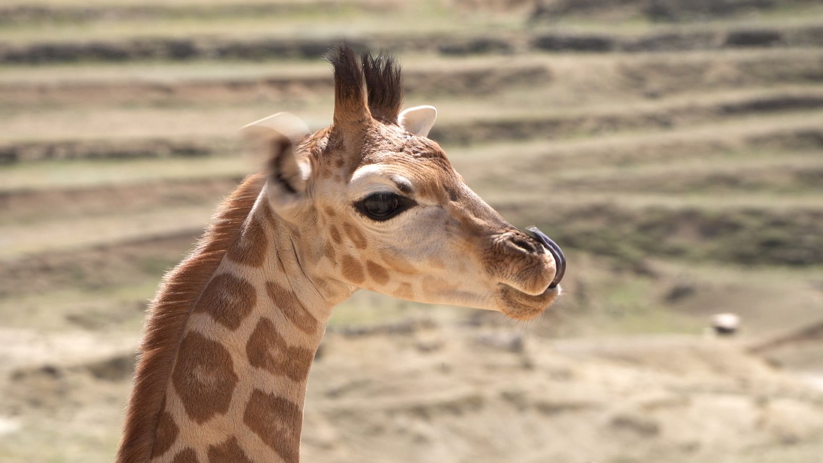 Animalades | Nàixer i renàixer