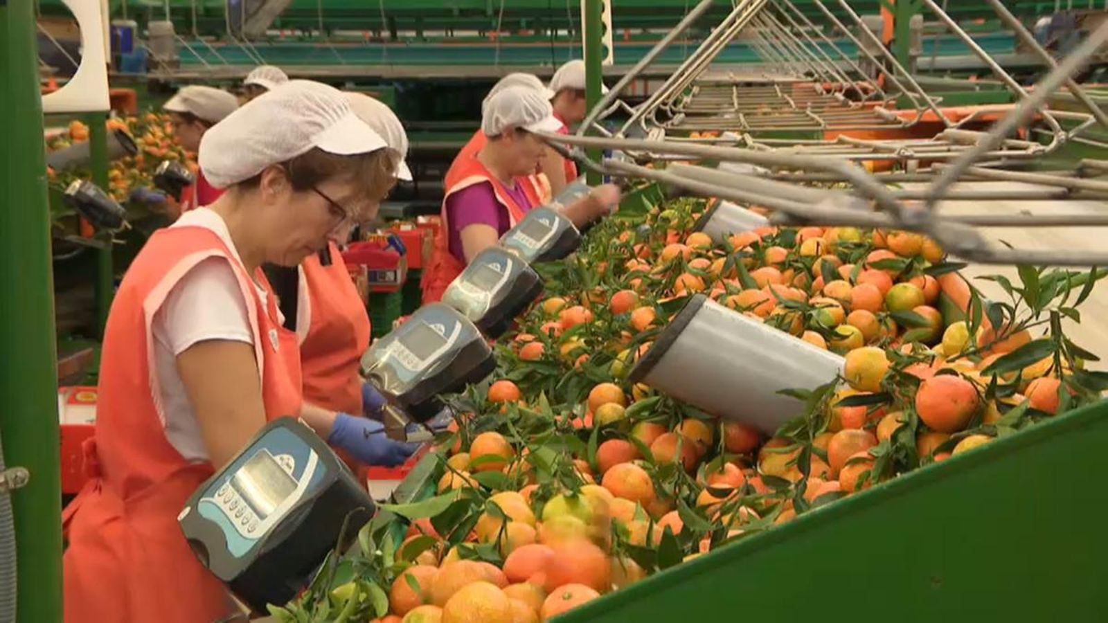 Una cooperativa citrícola, en una imatge d'arxiu