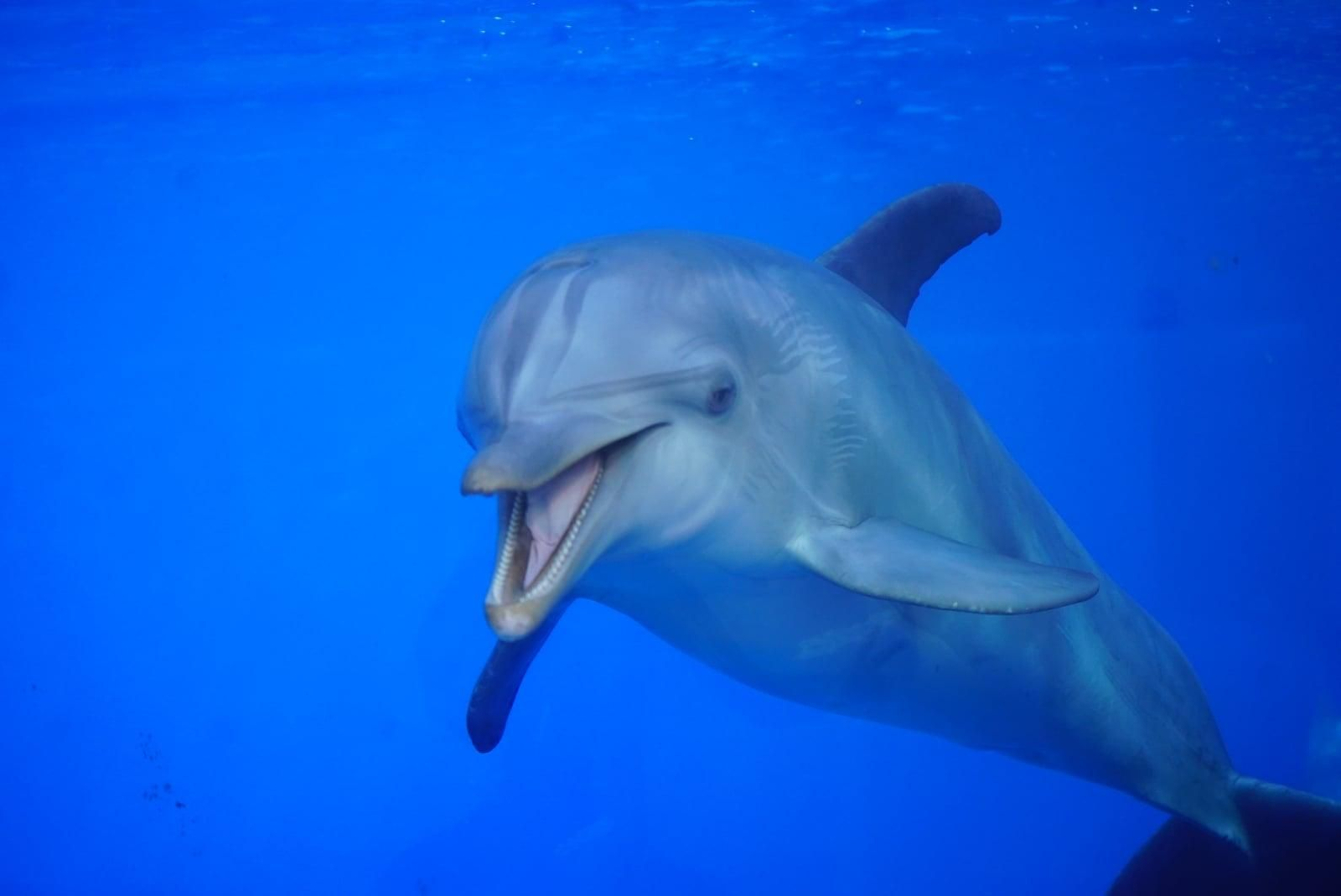 Dofí a l'Oceanogràfic