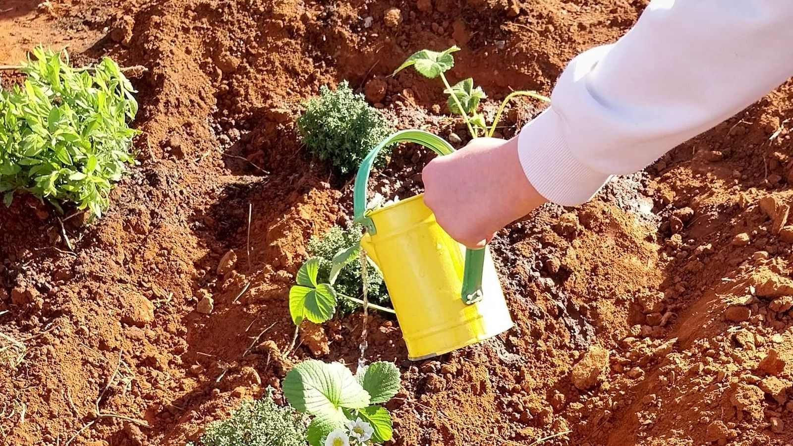 29.01.2025 | “Gent que suma” amb el Centre d'Estudis Rurals i d'Agricultura Internacional