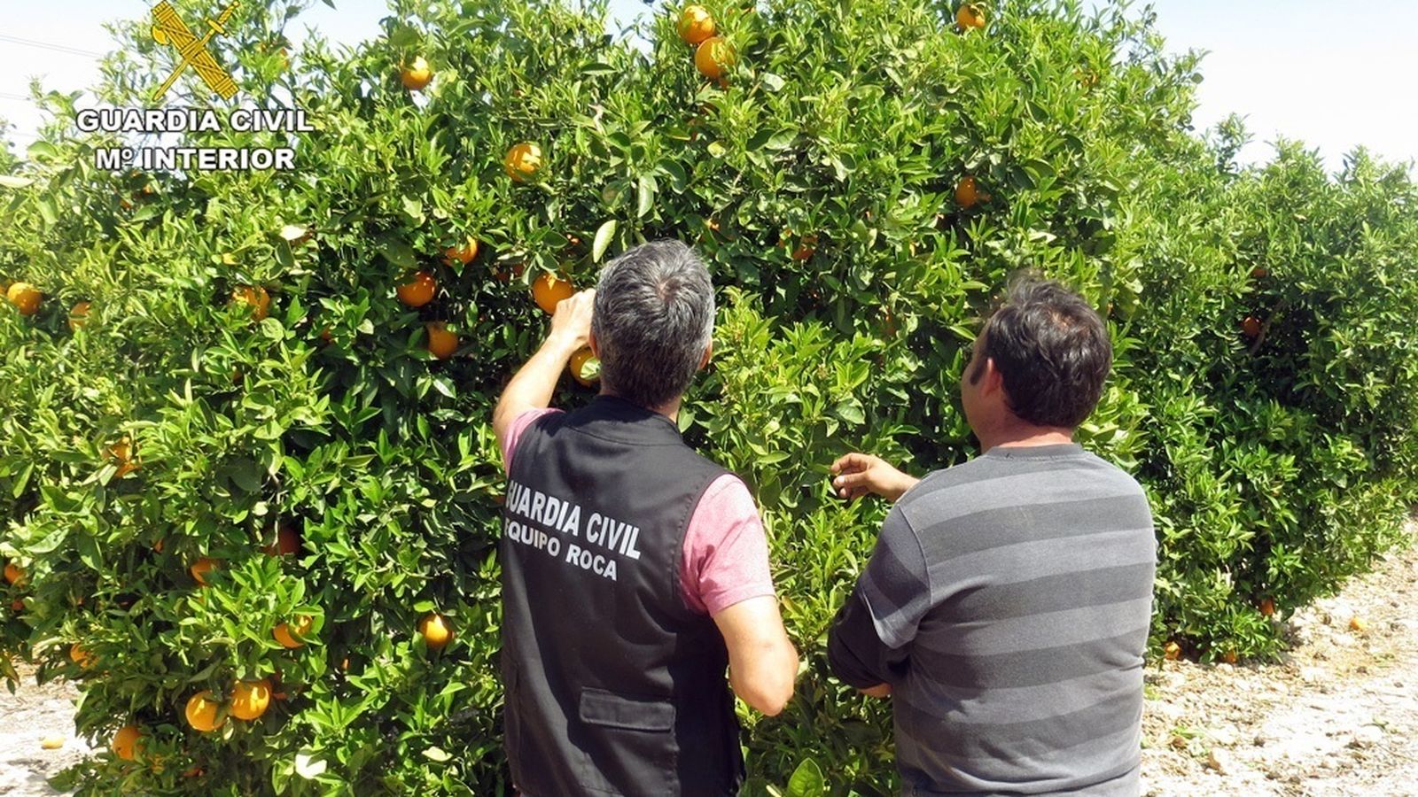 Imatge d'arxiu d'un agent de l'Equip Roca de la Guàrdia Civil a un camp de taronges