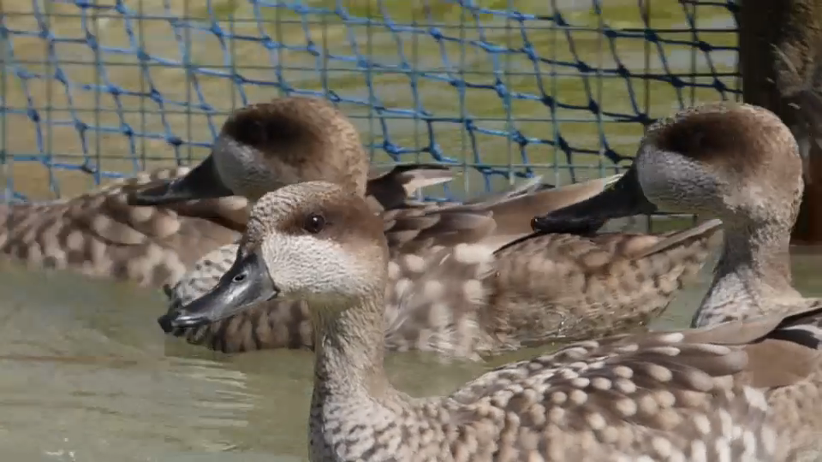 L\'estepa de Cartagena, el sarcet marbrenc i la nacra, espècies valencianes en perill d\'extinció