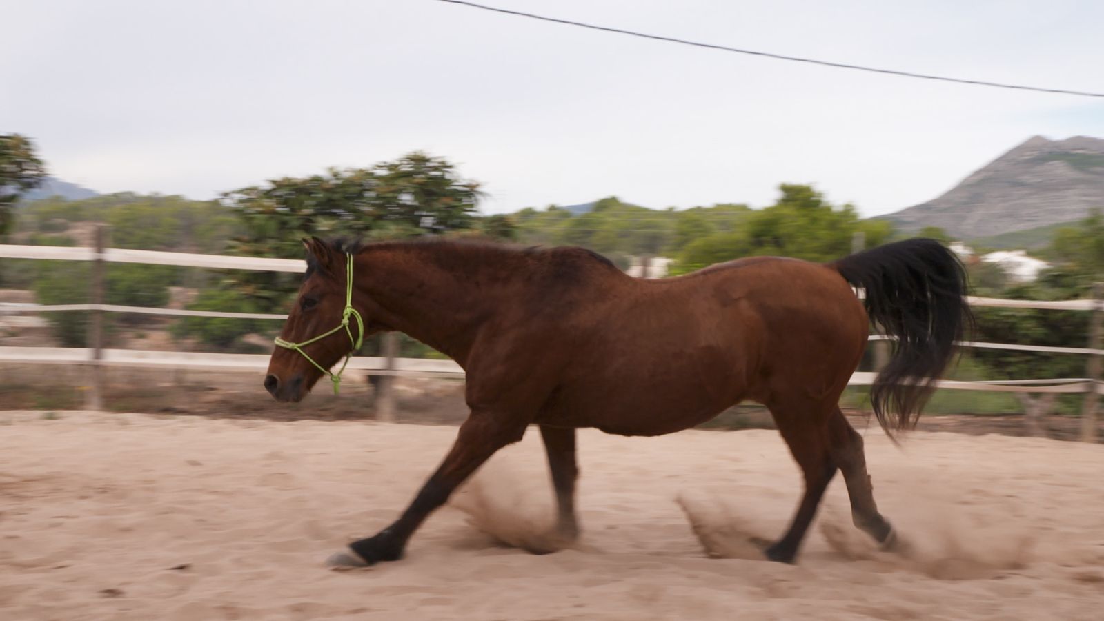 Animalades | Ajuda Mútua