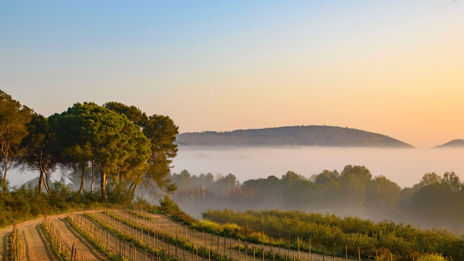 4- MªNIEVES SÁNCHEZ, L'Olleria, la Vall d'Albaida