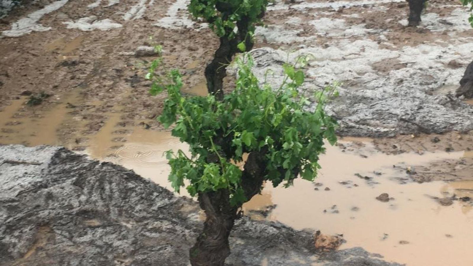 Danys en les collites per les pluges torrencials i el granís
