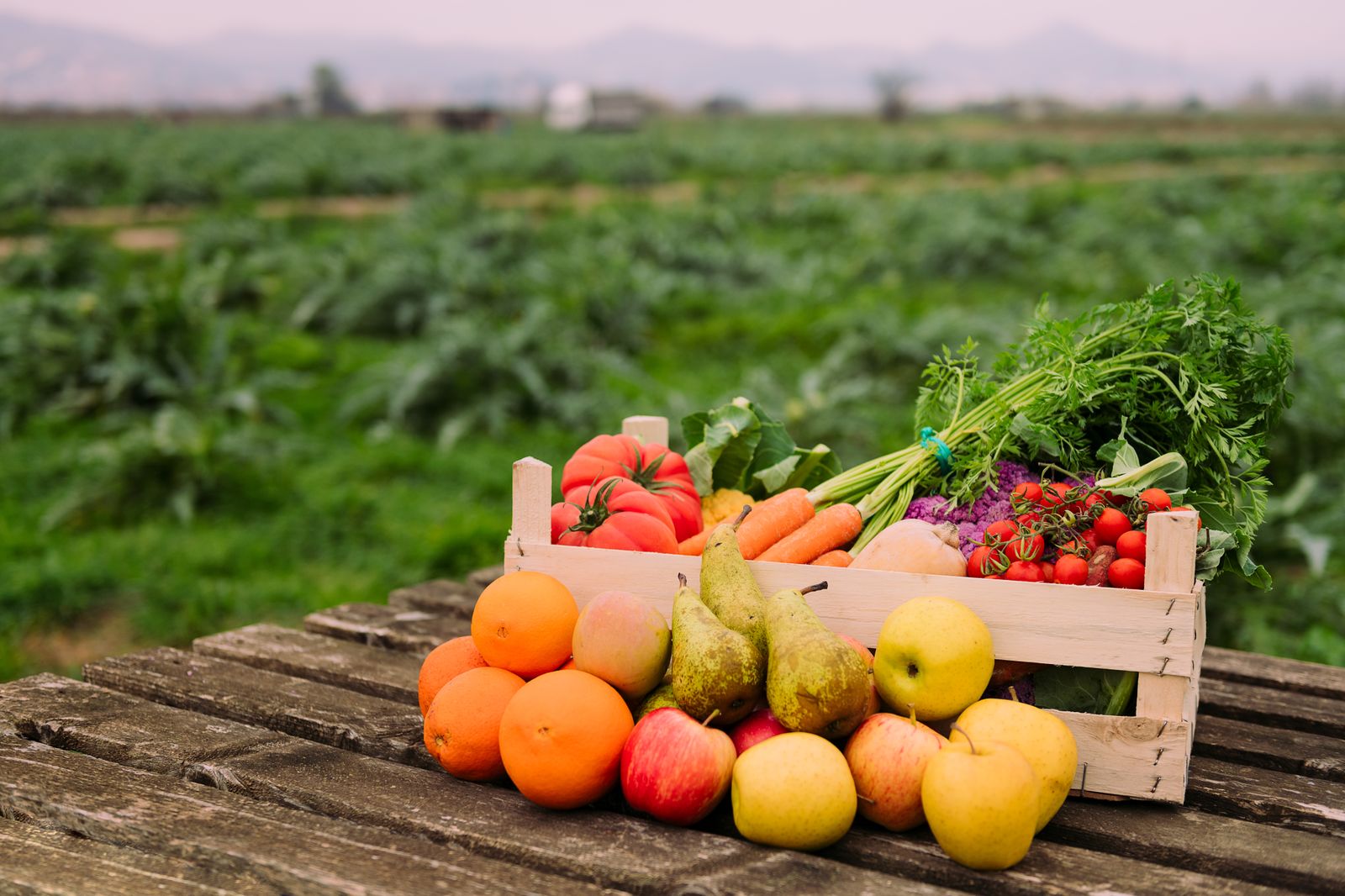 09.11.2023 | Agricultura ecològica: menjar ecològic no és més car, desmuntem el mite