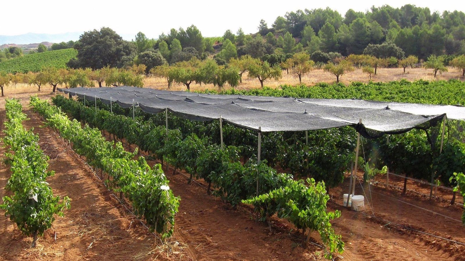 Imatge d'arxiu d'una vinya