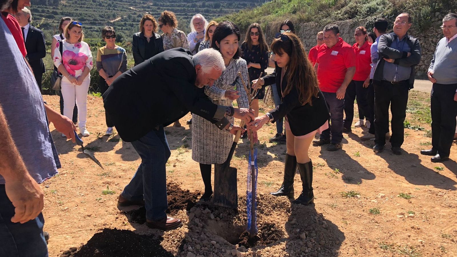 L'adjunta al consolat General del Japó Shoko Igarashi planta un cirerer en la visita a Estubeny