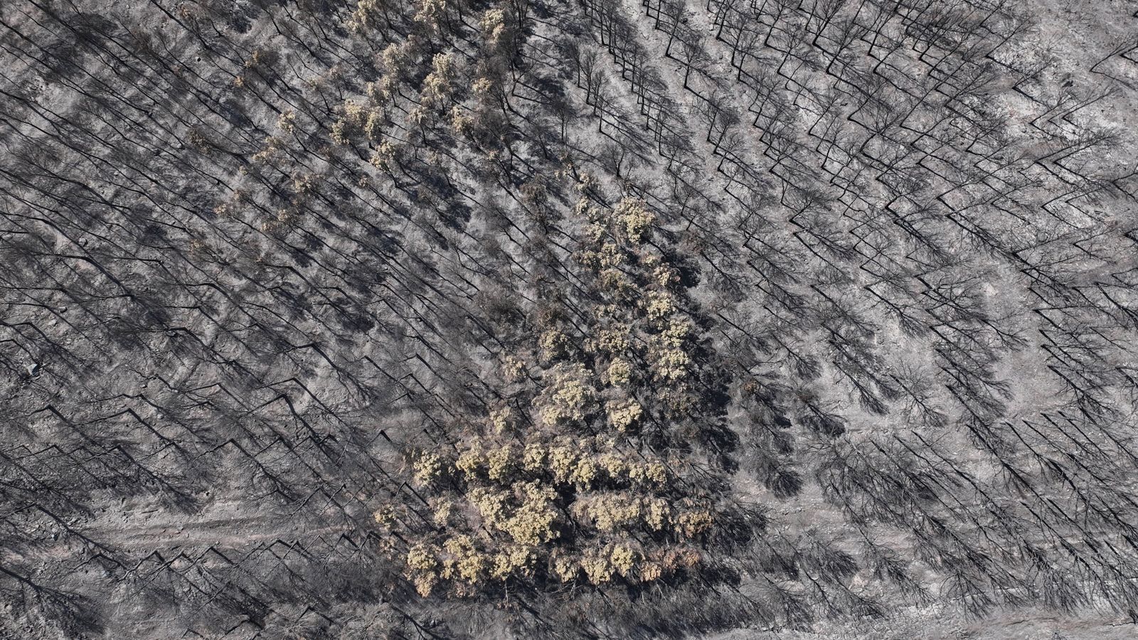 Bosc cremat per l'incendi