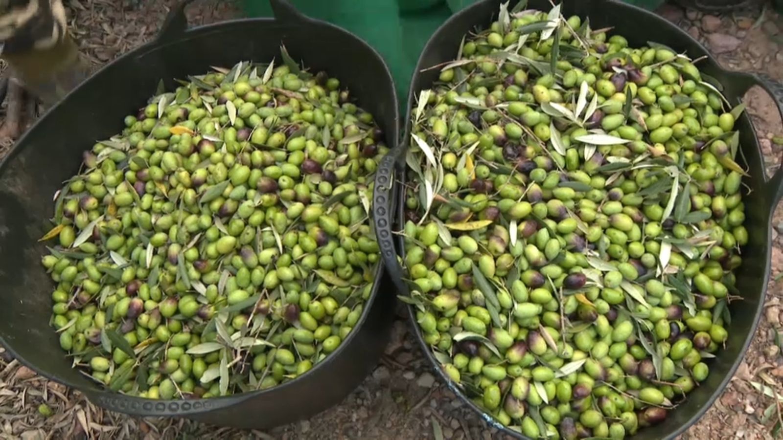 Només durant dos dies es poden collir les olives de varietat serrana per a fer aquest oli