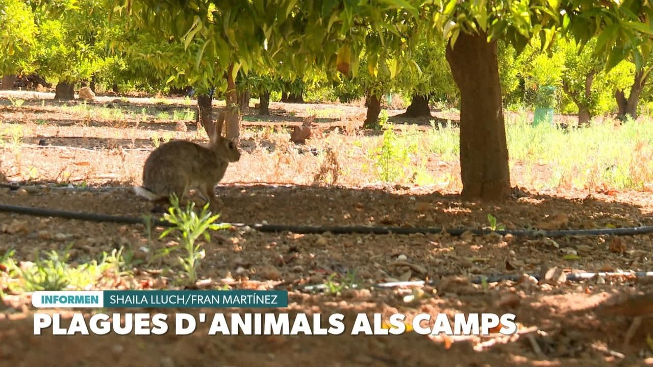 Plagues d'animals als camps