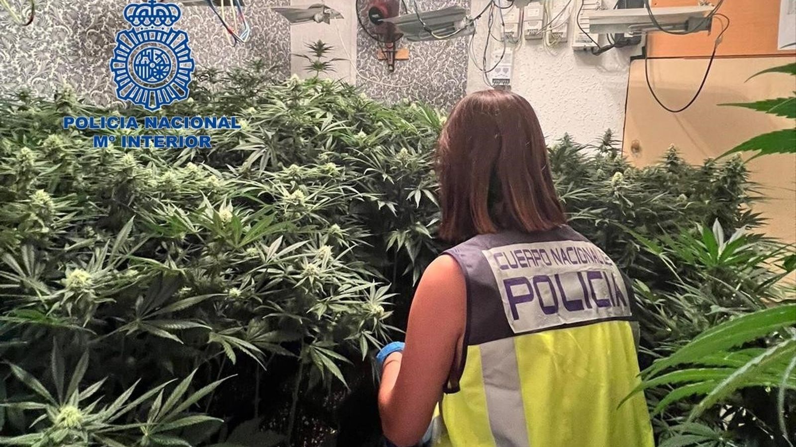 Imatge d'una plantació d'interior de marihuana