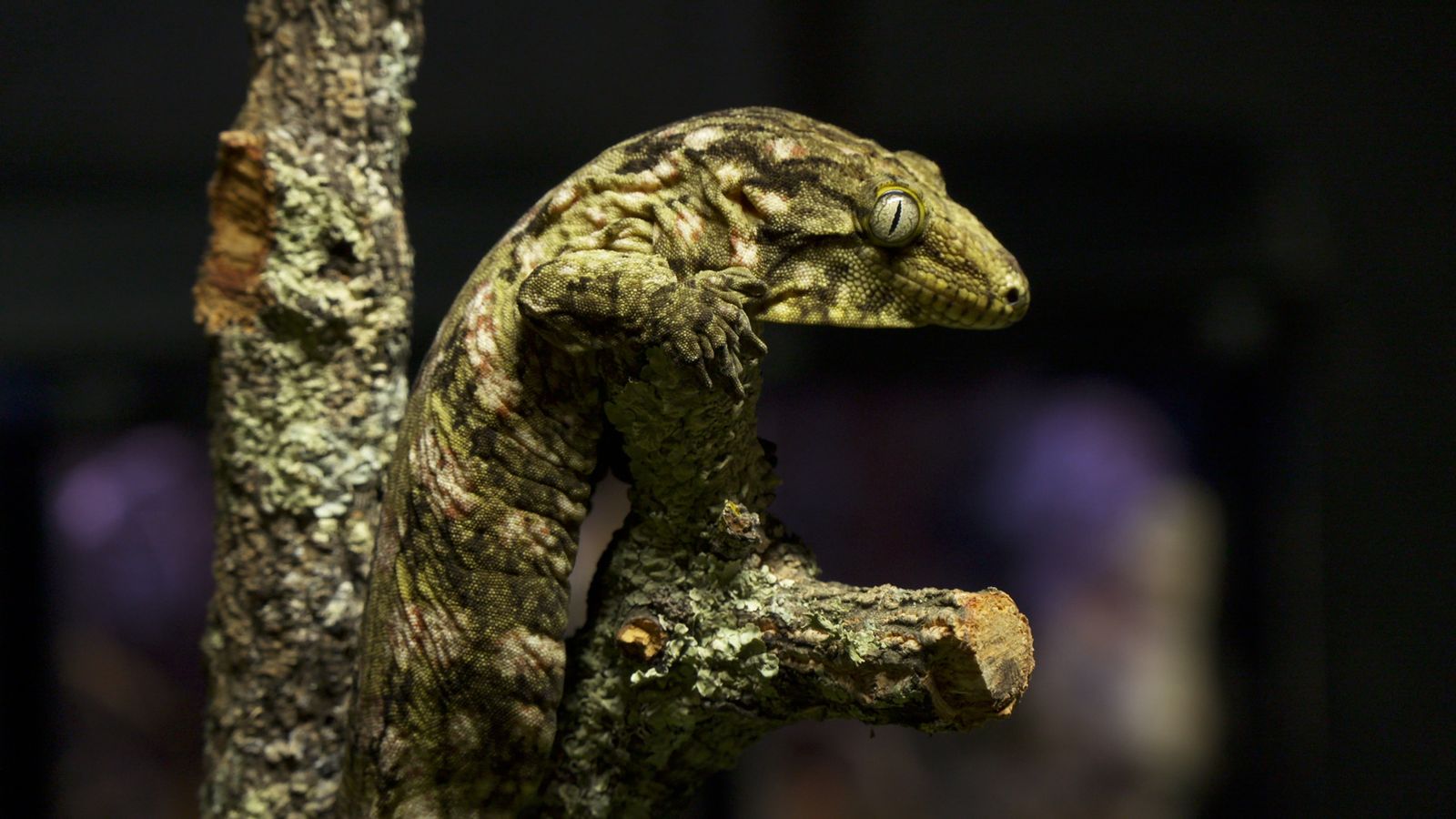 08.12.2024 | Animalades, un món bestial 22