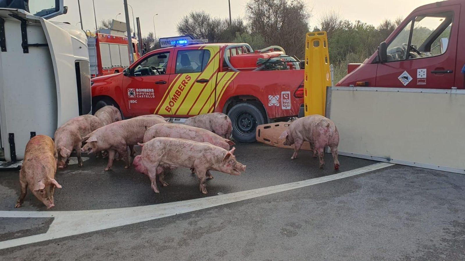 Alguns dels porcs que han sobreviscut, a la carretera