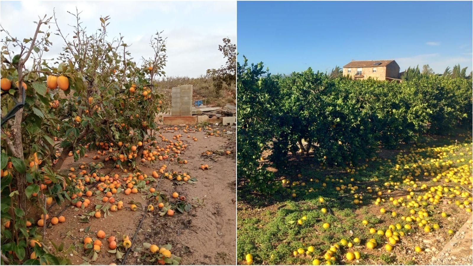 Collites de caqui i cítrics danyades pel pas de la DANA