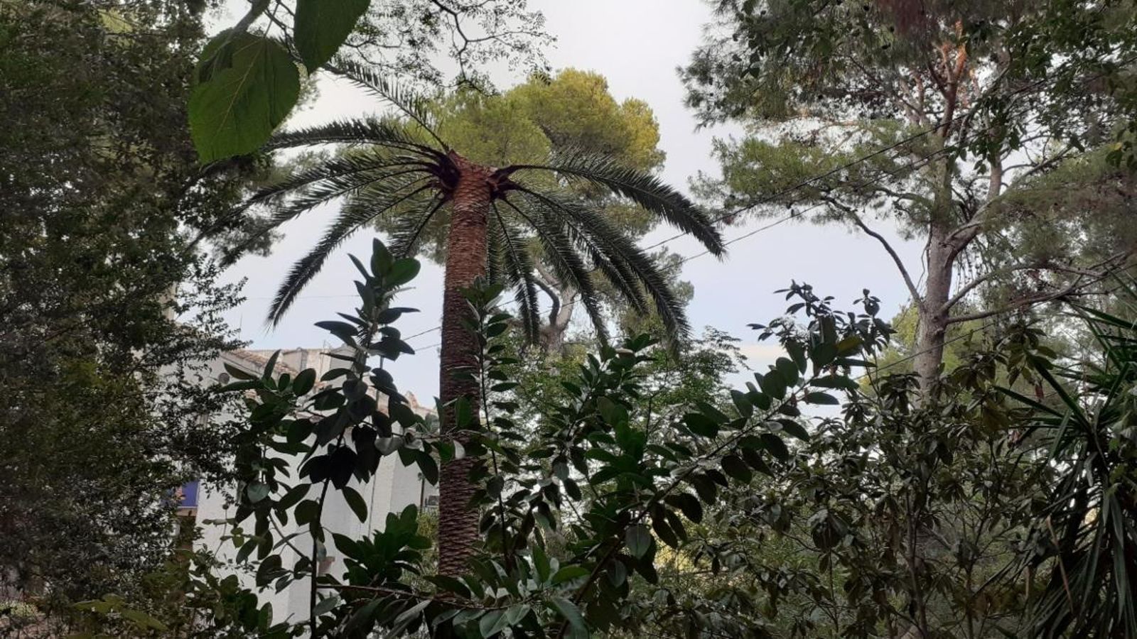Palmera canària afectada pel morrut roig.