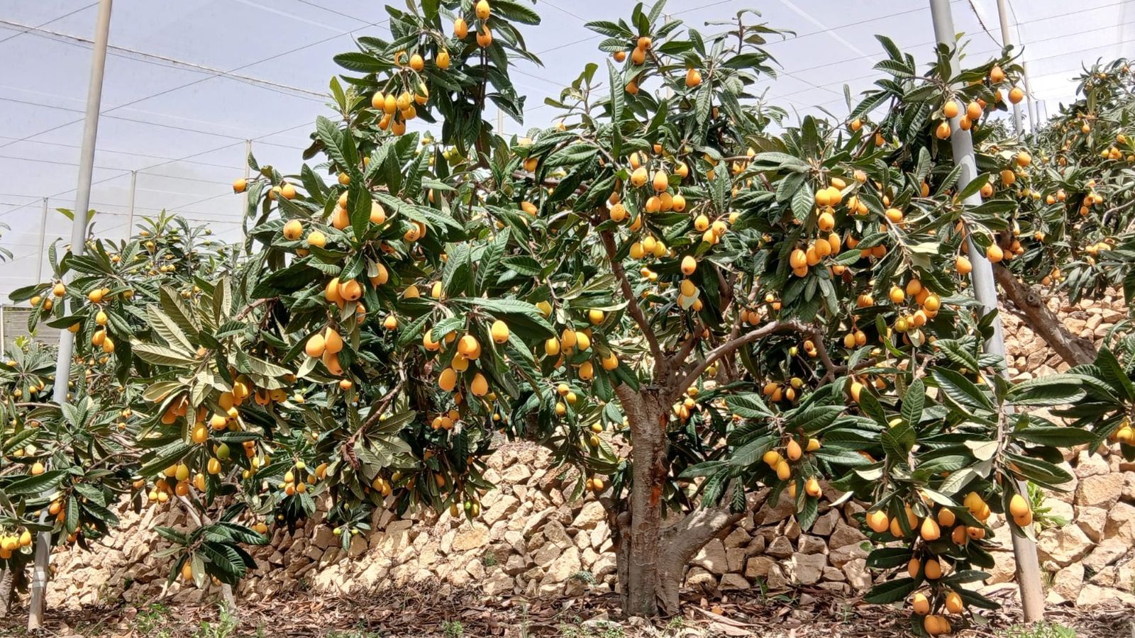 Un nisprer, en arxiu