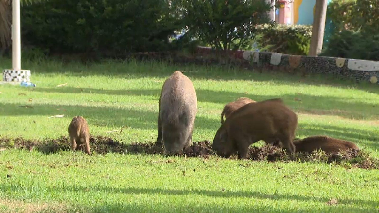 Un grup de senglars escarba una zona enjardinada d'un municipi, en una imatge d'arxiu