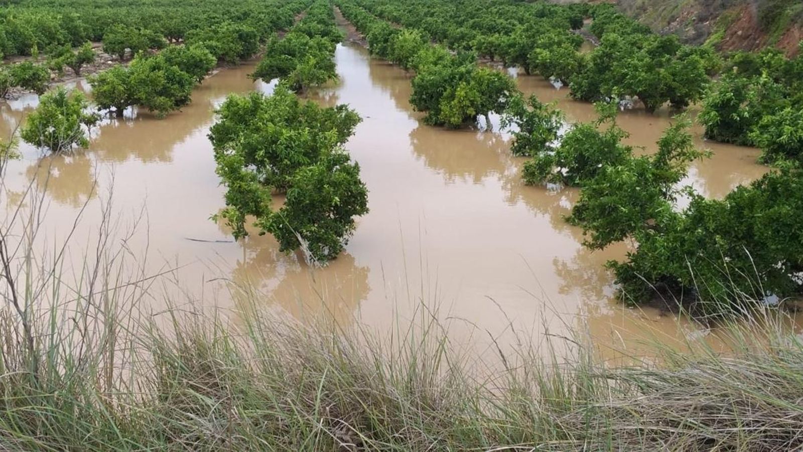 Camps de cultiu del Baix Segura negats per l'aigua el passat setembre