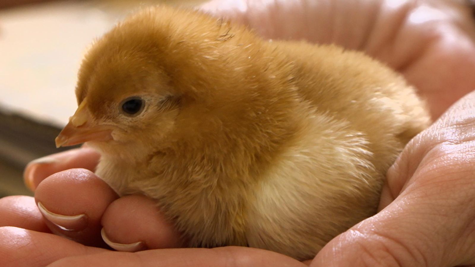 22.06.2025 | Aprenent amb animals