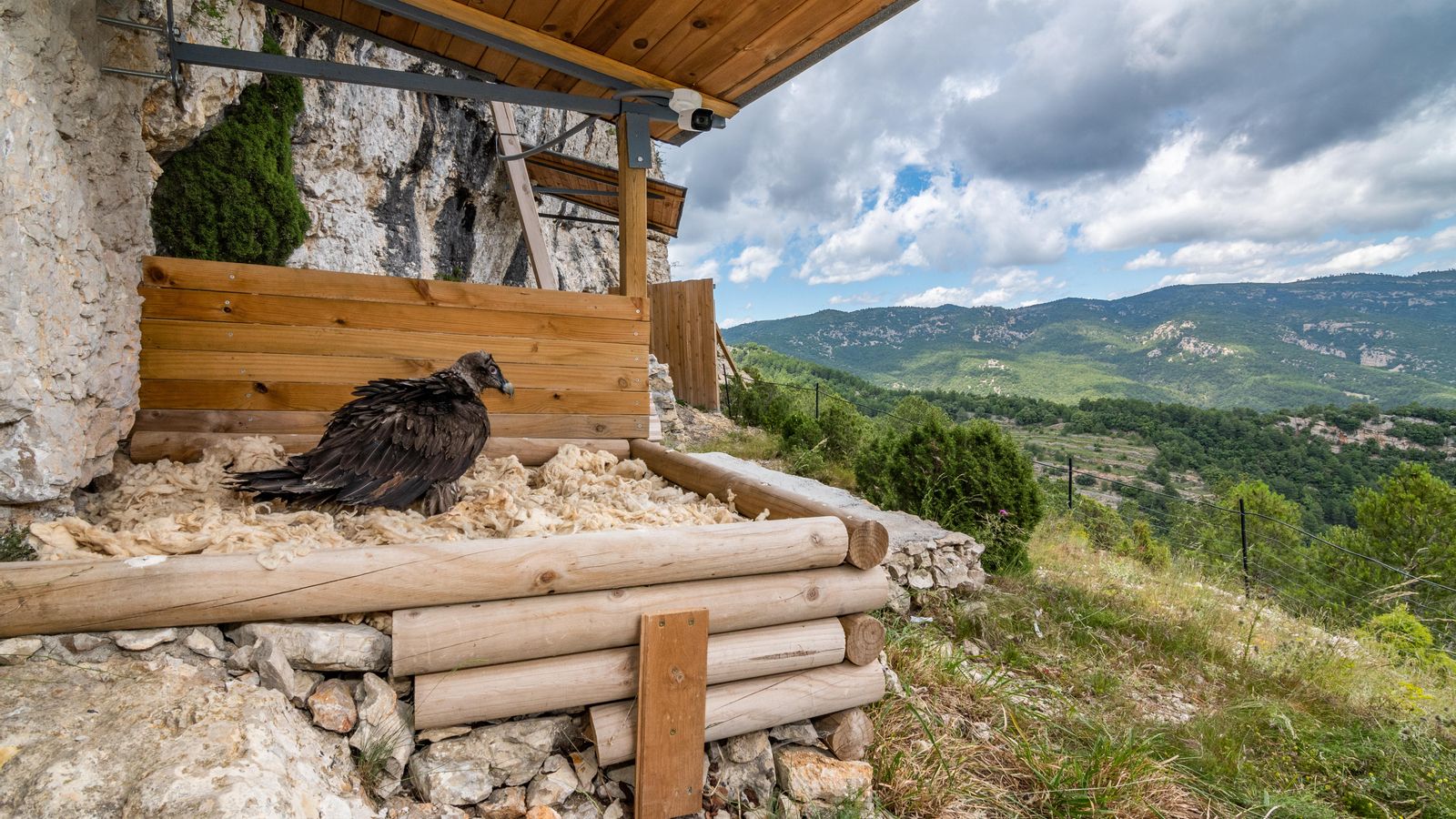 Cria de trencalòs a punt de ser alliberada a la Tinença de Benifassà (Alt Maestrat)