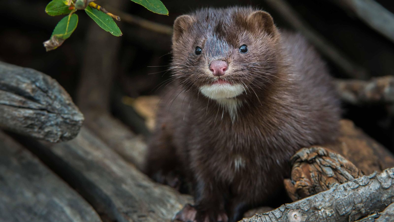 Els Estats Units confirmen el positiu en Covid-19 d’un visó en llibertat