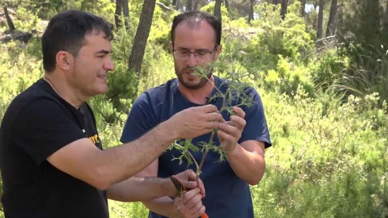 Herbes Serra de mariola